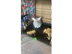 Smokie, Chinchilla, Giant For Adoption In Naples, Florida