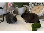 Claire And Clifford, Lionhead For Adoption In Naples, Florida