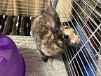 Roi, Mini Rex For Adoption In Naples, Florida