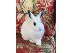 Annie, Dwarf Hotot For Adoption In Naples, Florida