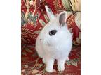 Jack, Dwarf Hotot For Adoption In Naples, Florida