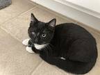 Silhouette23, Domestic Shorthair For Adoption In Youngsville, North Carolina