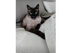 Kalanu, Siamese For Adoption In Austin, Texas