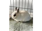 Renegade, Netherland Dwarf For Adoption In Longwood, Florida