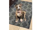 Phoebe Larue, American Pit Bull Terrier For Adoption In Rosenberg, Texas