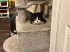 Enterprise Orchard, Domestic Shorthair For Adoption In Mount Laurel, New Jersey