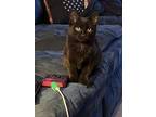 Tinsel, Domestic Shorthair For Adoption In York, Pennsylvania