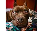 Nikko, American Staffordshire Terrier For Adoption In Whitestone, New York