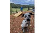 Piper Anne, American Staffordshire Terrier For Adoption In Albuquerque