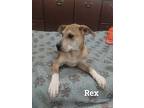 Rex, Labrador Retriever For Adoption In York, South Carolina