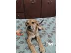 Ray, Labrador Retriever For Adoption In York, South Carolina