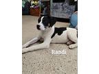 Randi, Labrador Retriever For Adoption In York, South Carolina