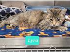 Lyra, Domestic Shorthair For Adoption In Richmond, Indiana