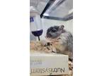 Tiramisu, Gerbil For Adoption In Kingston, New York