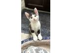 Louie, Domestic Shorthair For Adoption In Mooresville, North Carolina