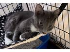 Runtrunt, Domestic Shorthair For Adoption In Crossville, Tennessee