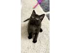 Dewy, Domestic Shorthair For Adoption In Mooresville, North Carolina