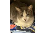 Cosmo, Domestic Shorthair For Adoption In Blackwood, New Jersey