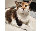 Chyna, Domestic Shorthair For Adoption In Yankton, South Dakota