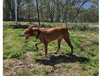 Peanut, Miniature Pinscher For Adoption In Dahlonega, Georgia