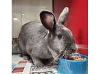 Lavender, New Zealand For Adoption In Vancouver, Washington