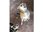 Luke, Border Terrier For Adoption In Scottsdale, Arizona