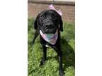 Sylvia, Labrador Retriever For Adoption In Dickson, Tennessee