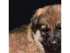 sable (blue/liver)