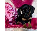 Dachshund Puppy for sale in Becker, MN, USA