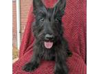 Scottish Terrier Puppy for sale in Friendship, TN, USA