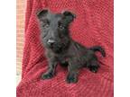 Scottish Terrier Puppy for sale in Friendship, TN, USA