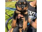Rottweiler Puppy for sale in Yanceyville, NC, USA