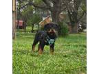 Rottweiler Puppy for sale in Yanceyville, NC, USA