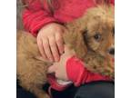 Cavapoo Puppy for sale in Lake Benton, MN, USA