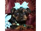 Yorkshire Terrier Puppy for sale in Austin, TX, USA