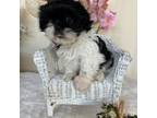 Shih Tzu Puppy for sale in Algonquin, IL, USA