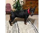 Doberman Pinscher Puppy for sale in Aredale, IA, USA