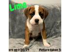 Boxer Puppy for sale in West Columbia, SC, USA