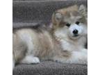 Alaskan Malamute Puppy for sale in Olivia, MN, USA