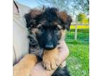 German Shepherd Dog Puppy for sale in Medford, OR, USA