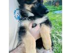 German Shepherd Dog Puppy for sale in Medford, OR, USA