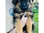 German Shepherd Dog Puppy for sale in Medford, OR, USA