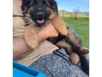 German Shepherd Dog Puppy for sale in Medford, OR, USA