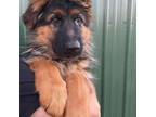German Shepherd Dog Puppy for sale in Medford, OR, USA