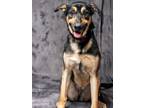 Adopt BENA a German Shepherd Dog