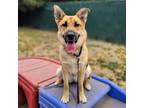 Adopt BENNIHANNA a German Shepherd Dog, Mixed Breed