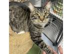 Adopt Java a Domestic Medium Hair