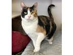 Adopt Kisa a Calico