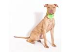 Adopt Kirby a Pit Bull Terrier
