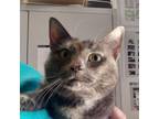 Adopt Momma Kitty (Was Maple) a Domestic Short Hair